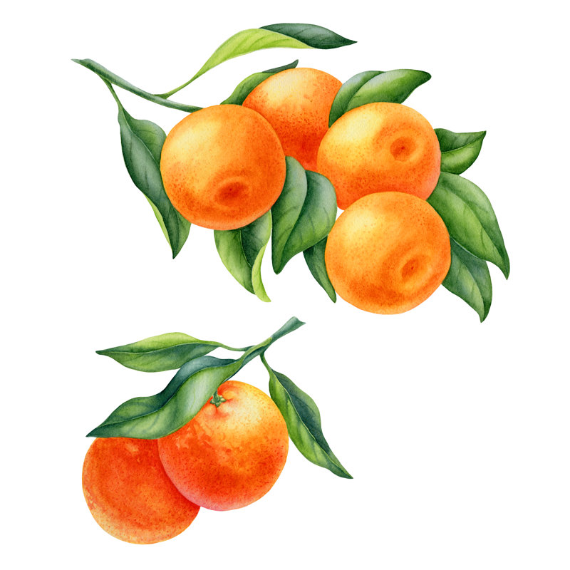 Watercolour Painting Of Tangerine Fruit by Elyaka - Wrapped Canvas Print, 51cm H x 51cm W x 3.8cm D