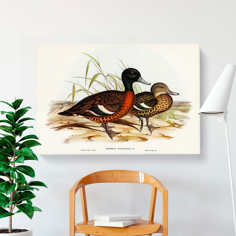 Chesnut-breasted Ducks by Elizabeth Gould - Wrapped Canvas Painting, 35cm H x 50cm W x 3cm D