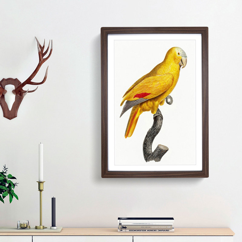Golden Parrot by F. Levaillant - Picture Frame Art Print, 65cm H x 48cm W x 2cm D, Walnut Framed