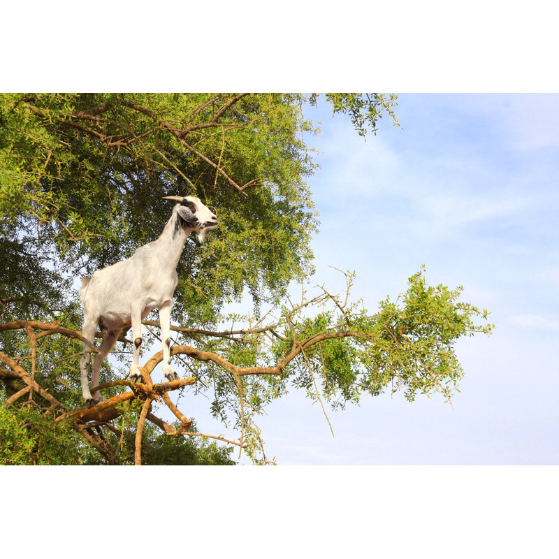 Lakemont Goat On Tree - Wrapped Canvas Print, 30cm H x 46cm W x 3.8cm D