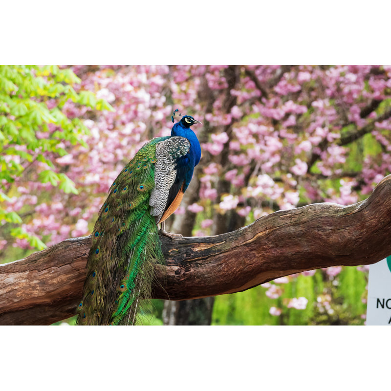 Beautiful Peacock by Davemantel - No Frame Art Prints on Canvas, 51cm H x 76cm W