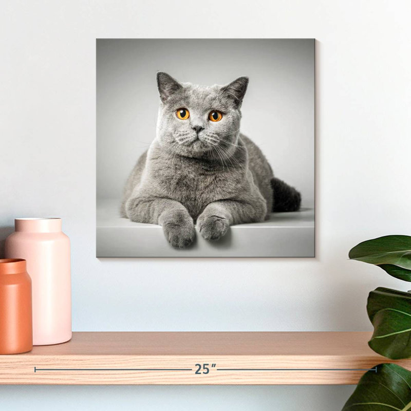 Chat à poil court Crowle, H 16 po x l 16 po