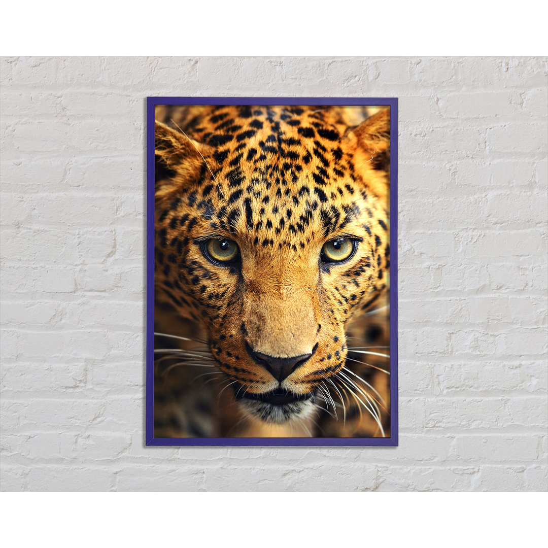 Poster Starrender Leopard