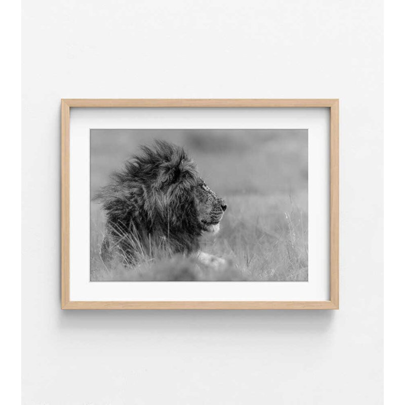 Majestic Calm - Photographie de lion, Impression encadrée avec passe-partout, Tanné, H 36 po x l 48 po