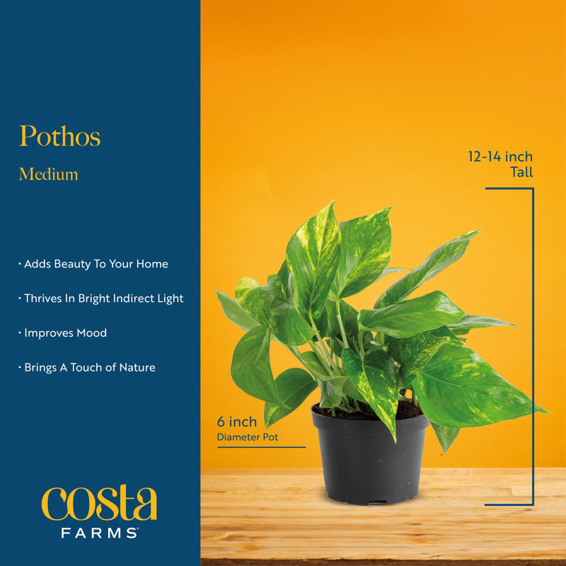 Devil's Ivy Pothos in Nursery Pot