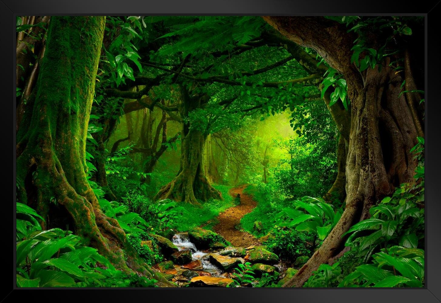 Tropical Jungle Rainforest Footpath Landscape Photo Photograph Rain Forest  Stream Water Rocks Lush Foliage Tree Canopy Green Leaves Branches Moss