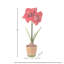 Mini amaryllis givré 15 po