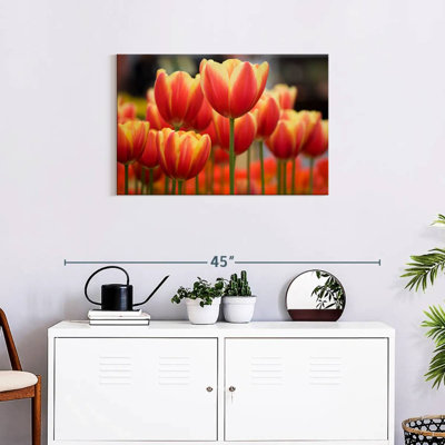 Tulipes hybrides Harnek Darwin