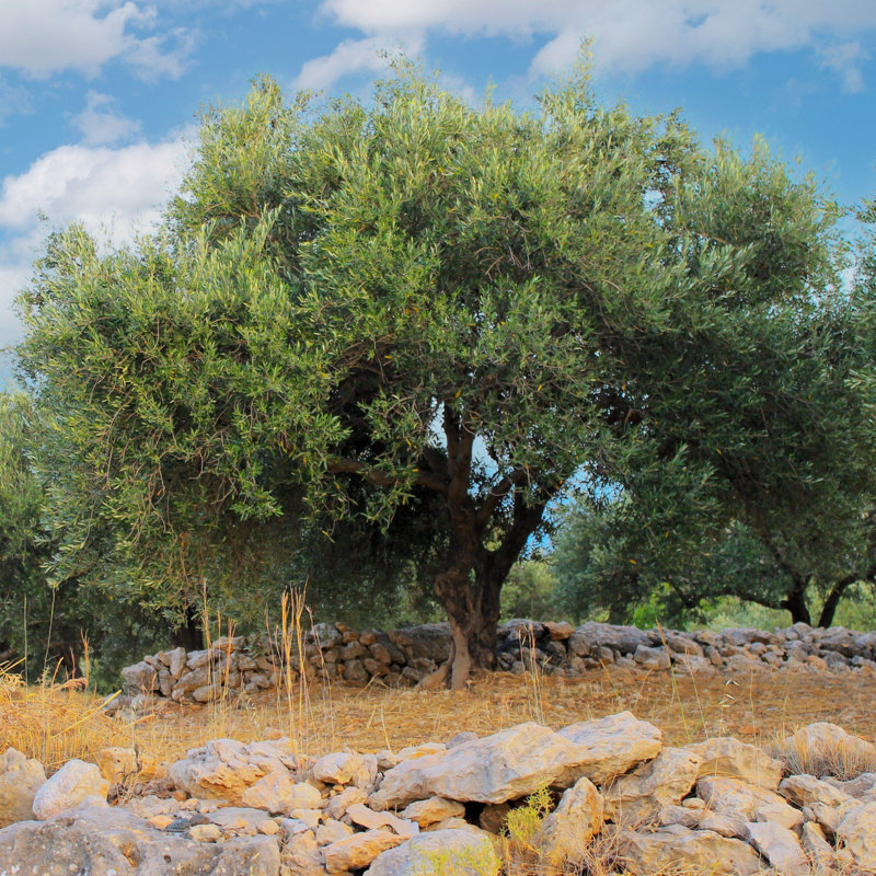 1 gal. Olive Tree