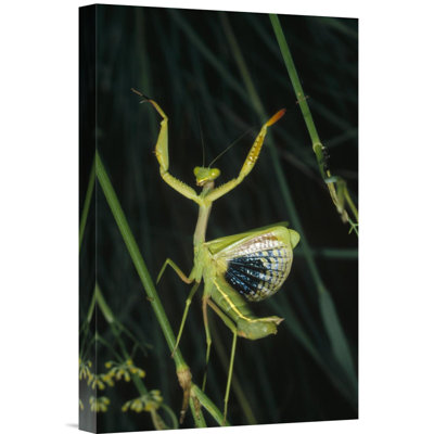 " Mediterranean Mantis Female "