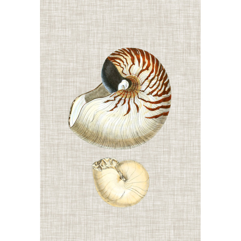 Antique Shells On Linen VII by Vision Studio - Painting on Canvas, 91 cm H x 61 cm W, Wrapped Canvas