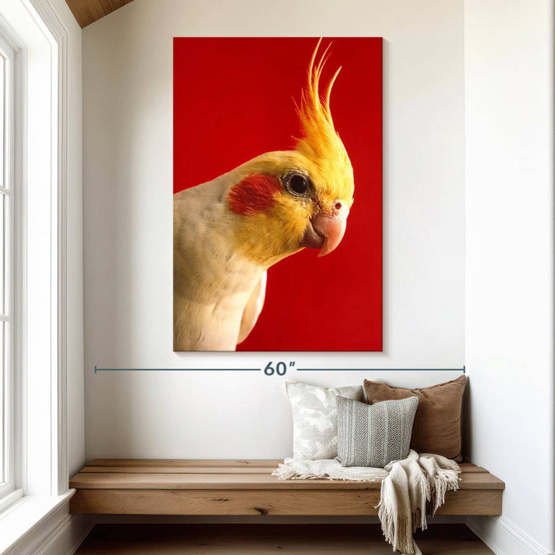Brampt Lutino Cockatiel, 51" H x 34" W