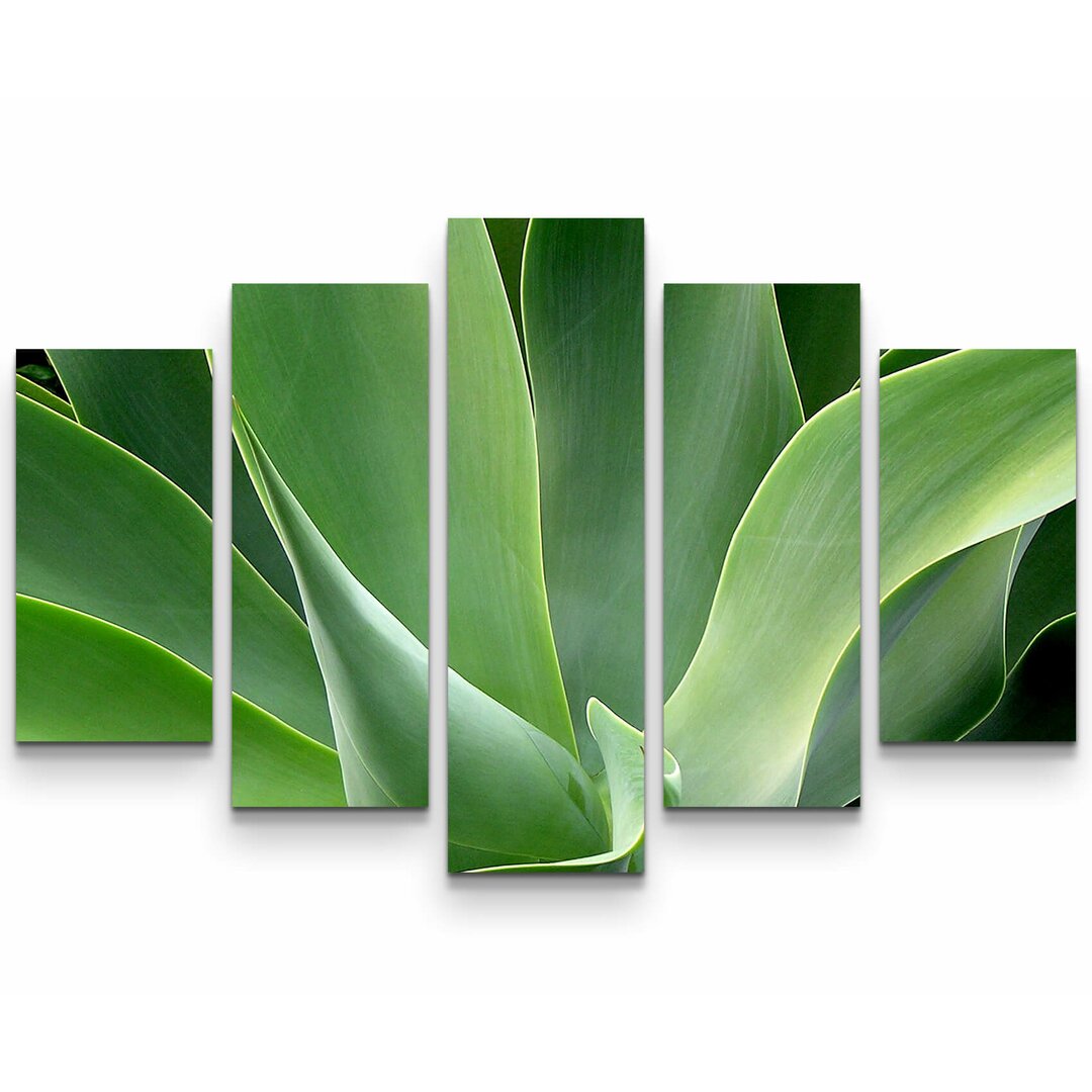 5-tlg. Leinwandbilder-Set Agave