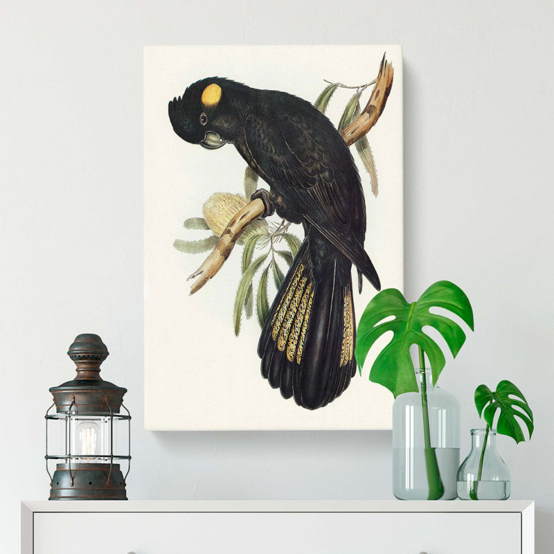 Funereal Cockatoo by Elizabeth Gould - Wrapped Canvas Painting, 50cm H x 35cm W x 3cm D
