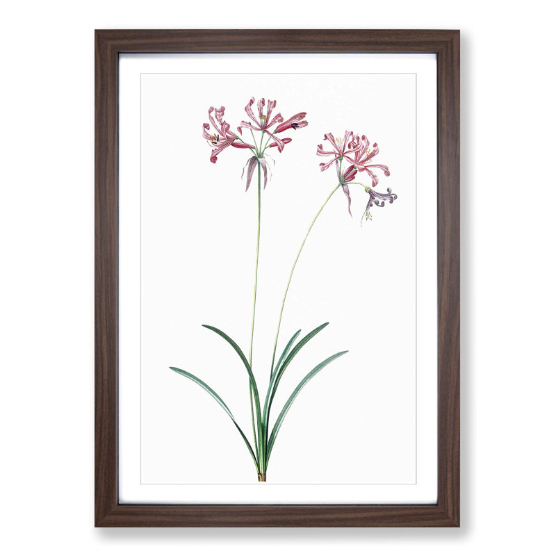 Nerine Lily Flowers by Pierre-Joseph Redoute - Picture Frame Painting Print, Walnut Framed, 48cm H x 36cm W x 2cm D