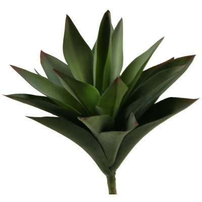 Grande plante d'aloès