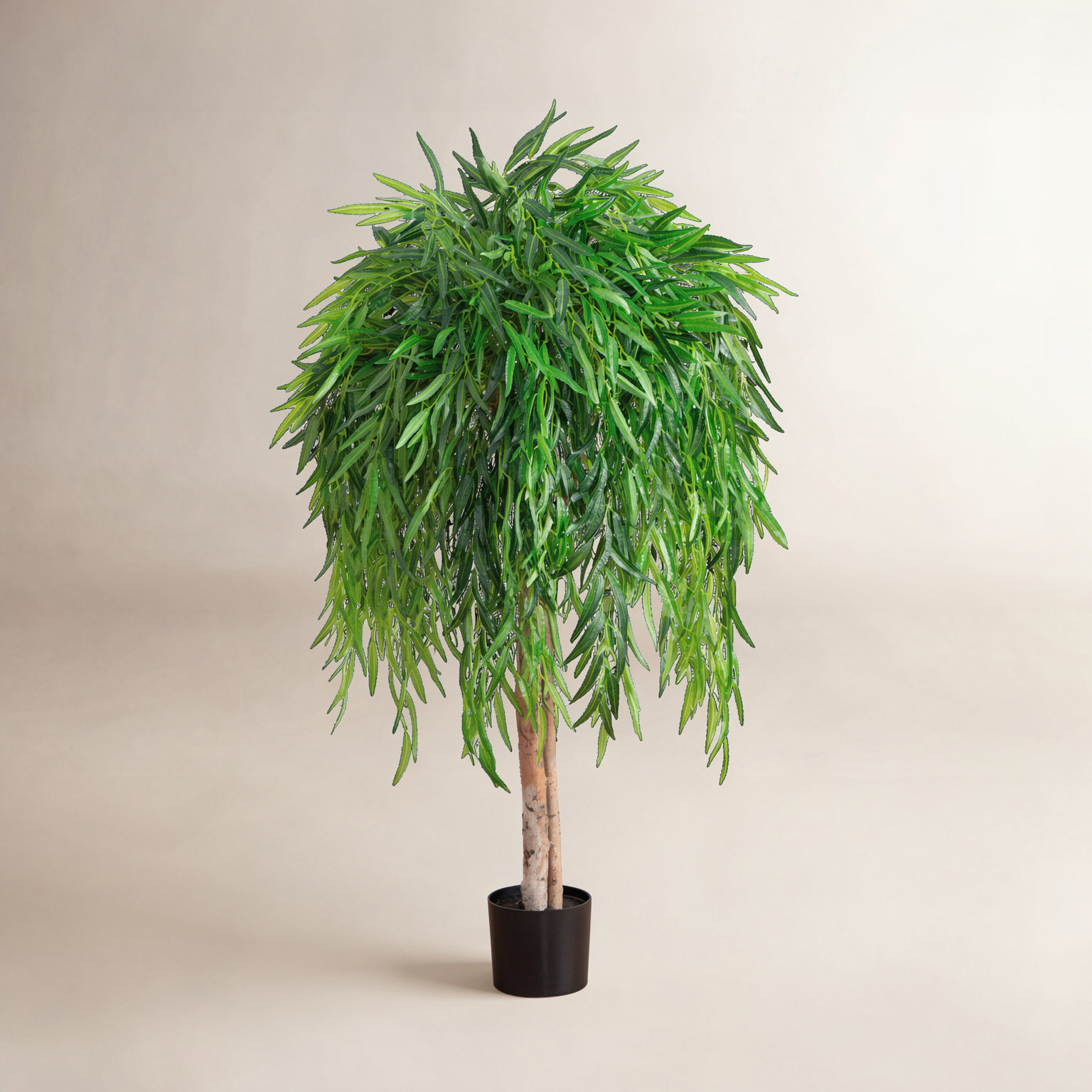 Willow Tree in Nursery Pot, 48" H x 32" W x 32" D