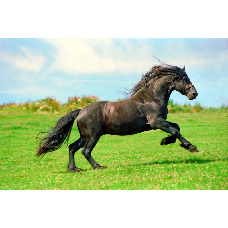 Galloping Black Horse by Kerrick - Wrapped Canvas Print, 20cm H x 30cm W