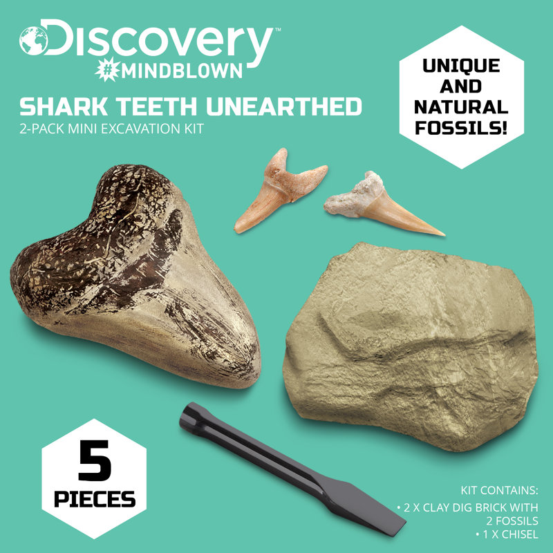 Mini-dent pour requin