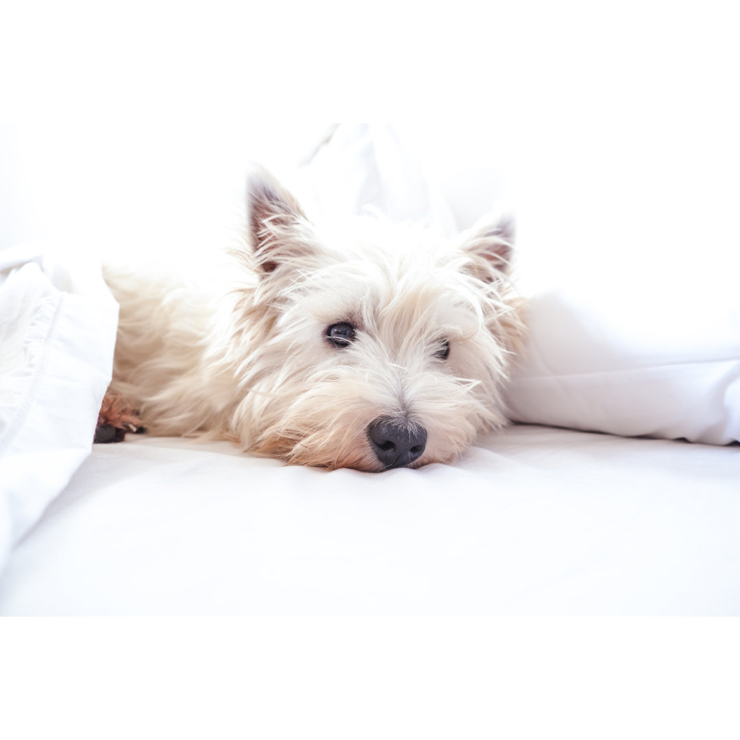 Leinwandbild High Key Image von West Highland White Terrier Westie Dog im Bett mit Kissen und Sheets von Corners74