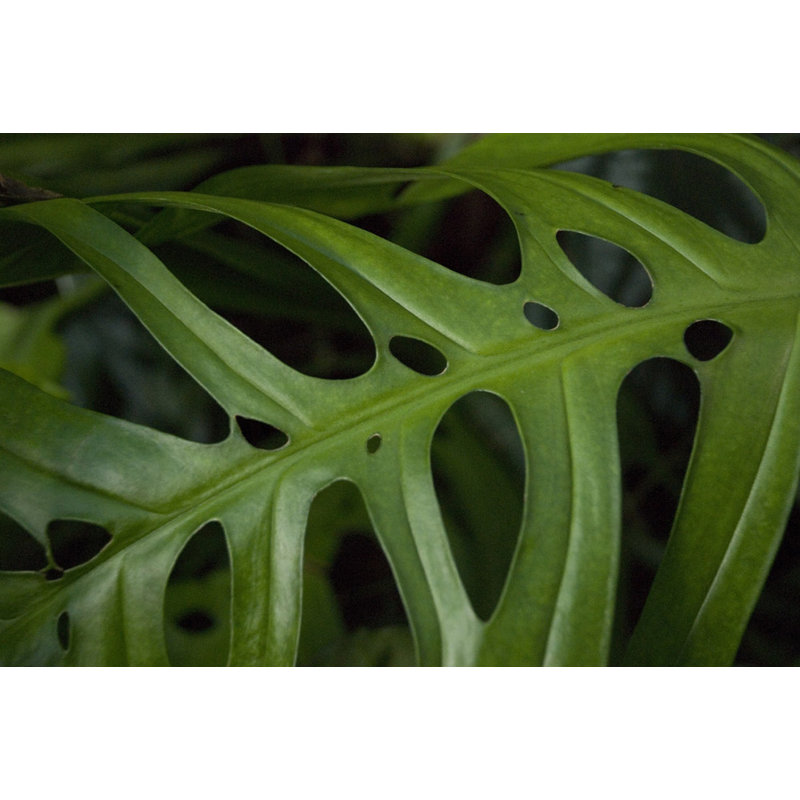 Feuille de Monstera Adansonii - photographie sur toile tendue, H 8 po x l 12 po