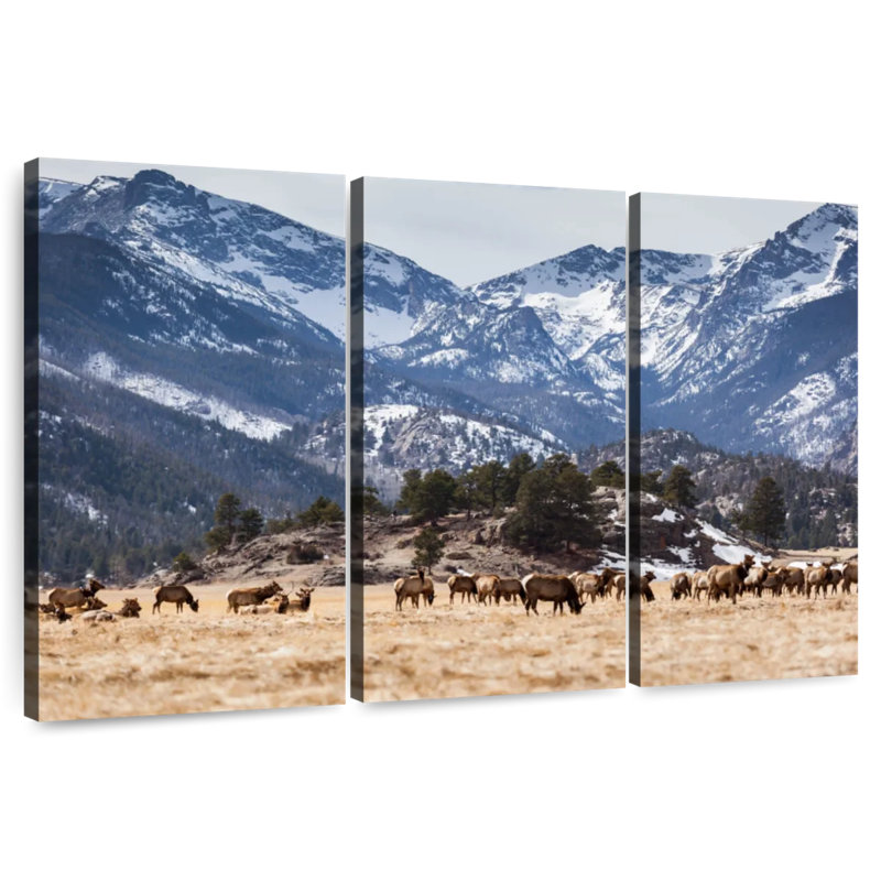 Elks d'Alvord des montagnes Rocheuses, H 48 po x l 74 po