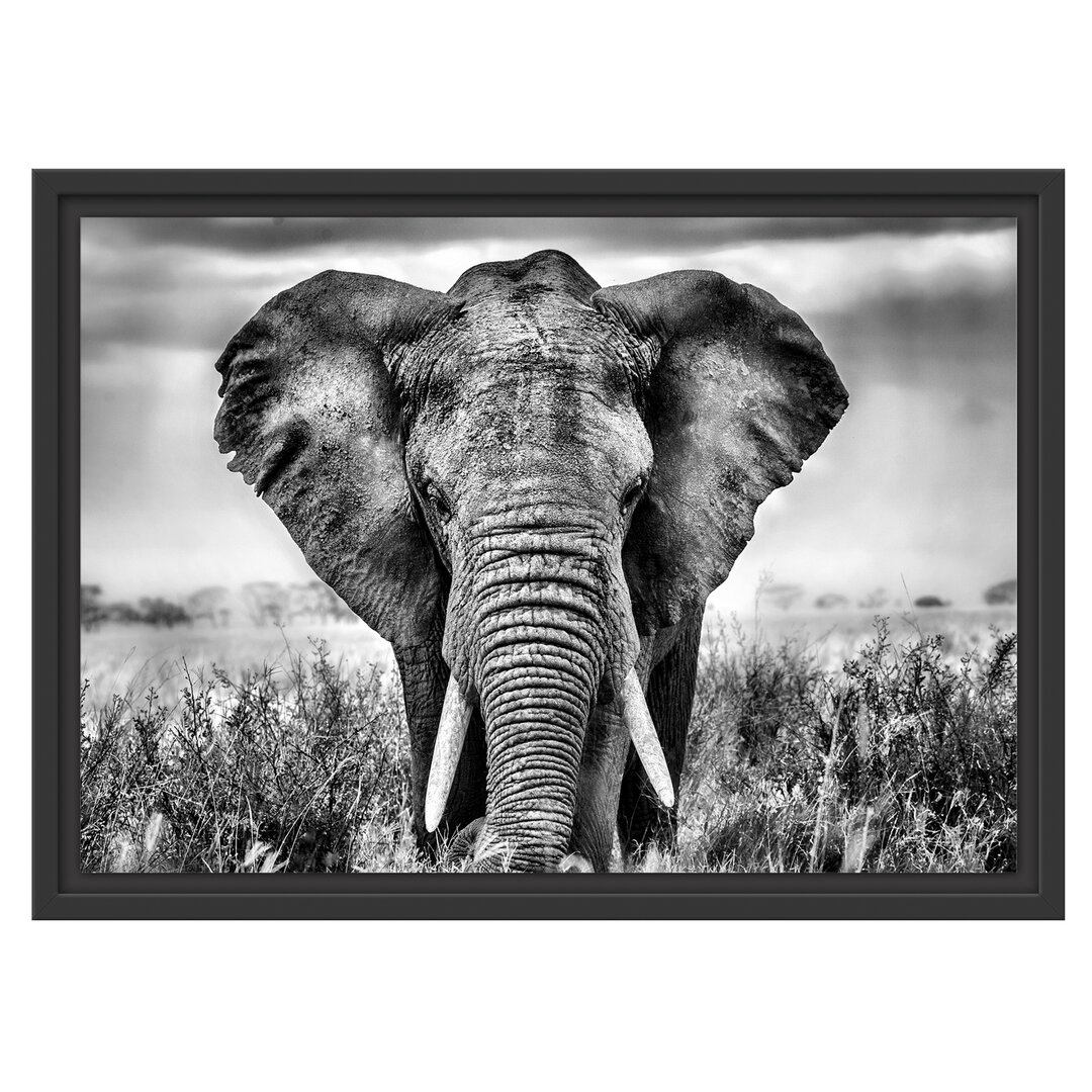 Gerahmtes Wandbild Imposanter Elefant