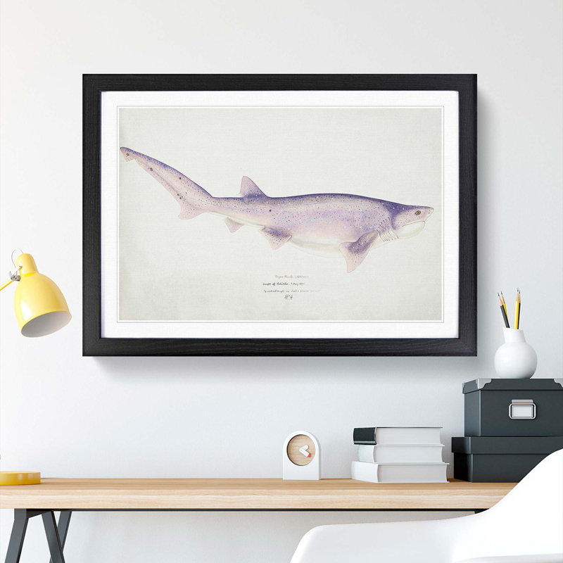 Illustration of a Tiger Shark by F.E. Clarke - Picture Frame Painting Print, 48cm H x 65cm W x 2cm D, Black Framed