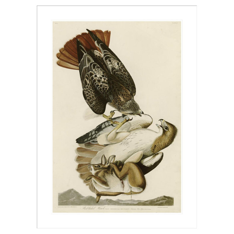 «Red-Tailed Hawk» par John James Audubon, impression giclée sur cadre, H 41,5 po x l 30,32 po