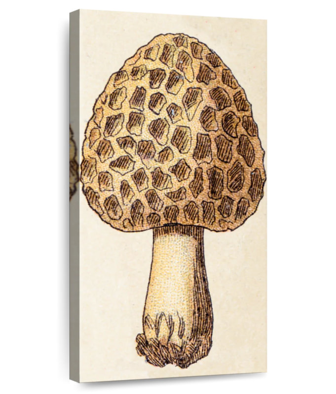 Morille et champignon, H 24 po x l 12 po