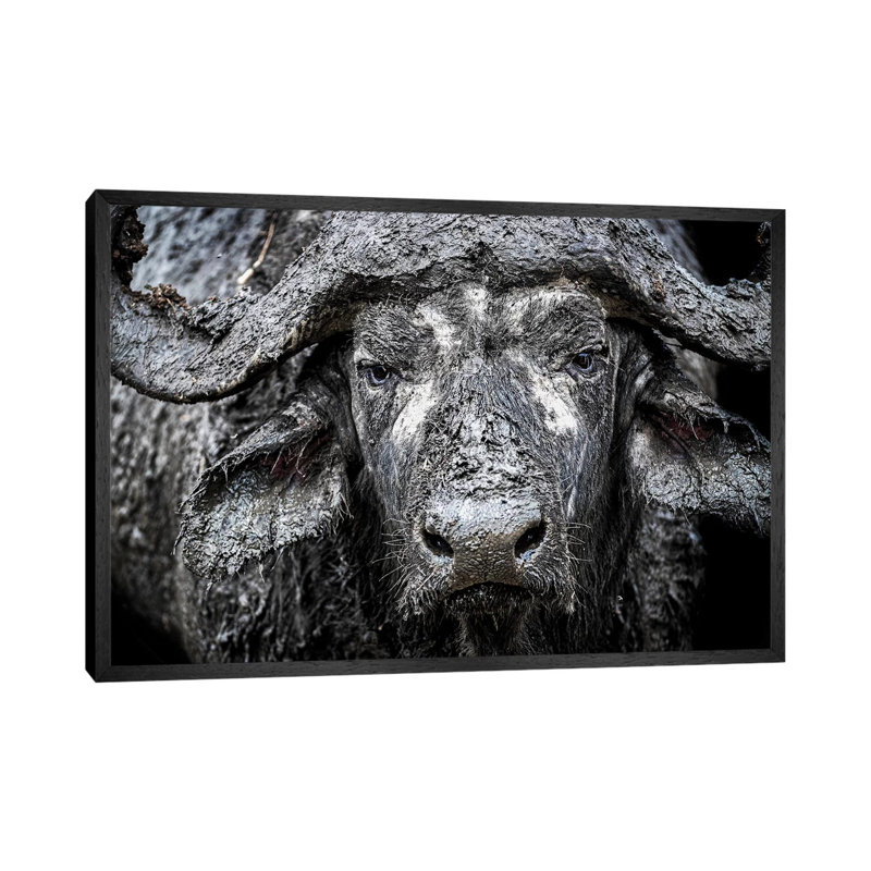 Closeup Muddy Cape Buffalo II by Susan Schmitz - Print on Canvas, Black Floater Framed, 66.04cm H x 101.6cm W x 3.81cm D