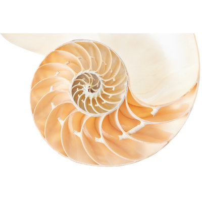 " Nautilus Shell Section " by Andreaastes