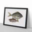 Pork Fish and Schoolmaster Fish by Mark Catesby - Picture Frame Painting Print-55602232-55602238