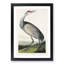 Hooping Crane by John Audubon - Framed Print-55579917-55579921