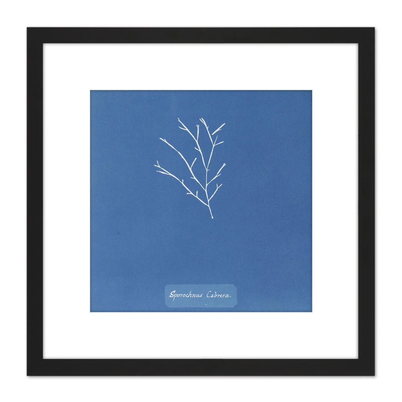 Atkins British Algae Goat Sporochnus by Atkins - Single Picture Frame Painting