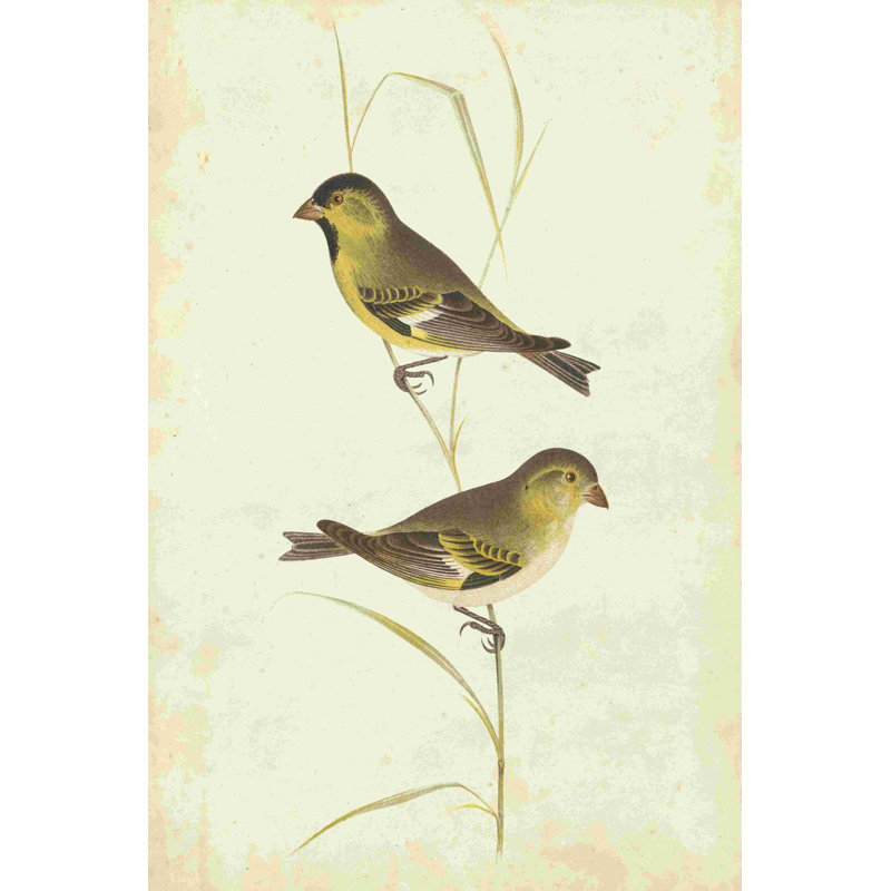 " Goldfinch " by Cassin Painting Print, 30" H x 20" W  