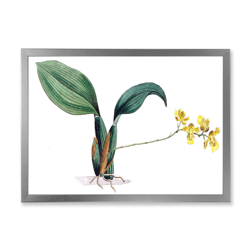 «Vintage Plant Life VI», peinture sur toile, Cadre photo argenté, H 24 po x l 32 po x P 1 po