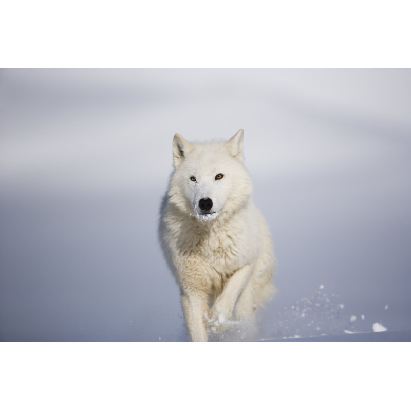Arctic Wolf in Winter by Jimkruger, 24" H x 36" W
