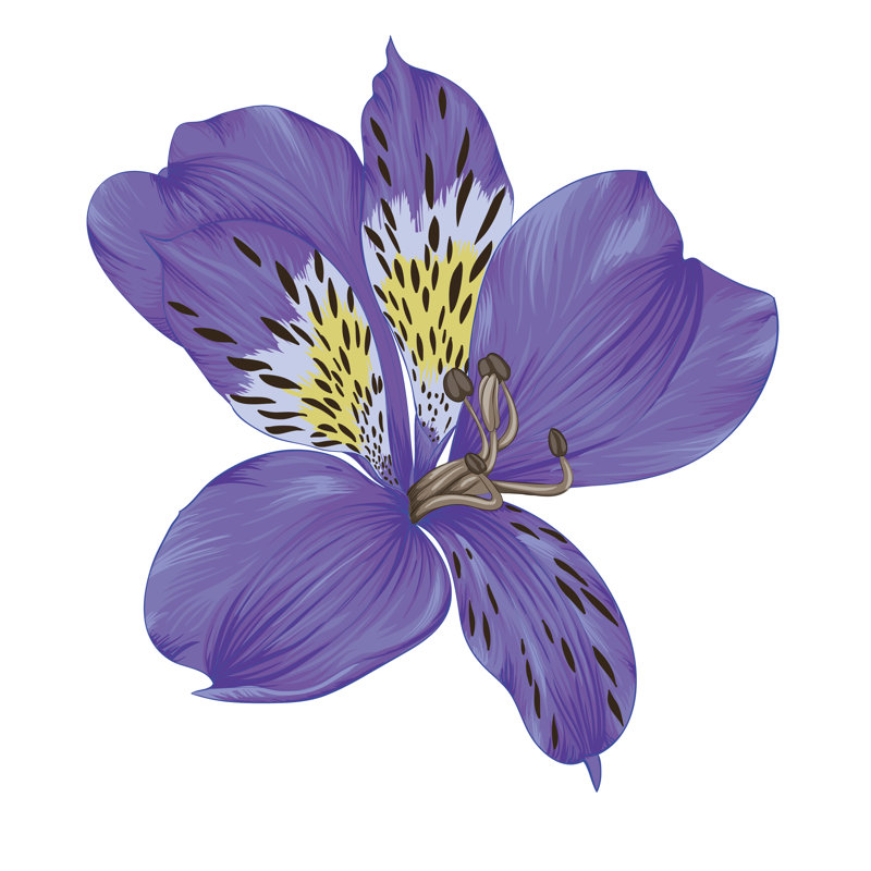 «Bright Bright Alstroemeria» sur toile, impression, H 12 po x l 12 po