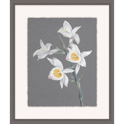 Orchid Study 16 Painting