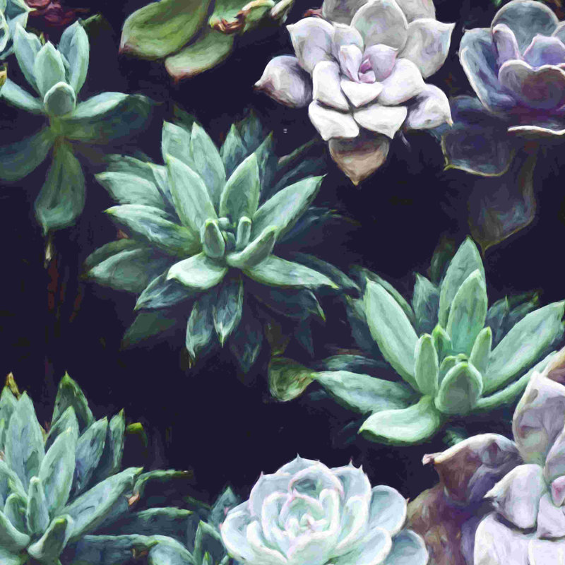 Jardin de plantes grasses, H 12 po x l 12 po x P 1,25 po