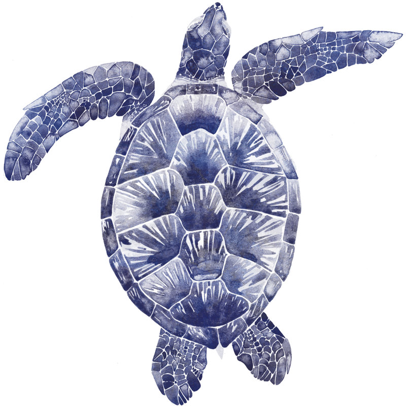 Marine Turtle II by Grace Popp - Wrapped Canvas Painting, 51cm H x 51cm W x 3.8cm D