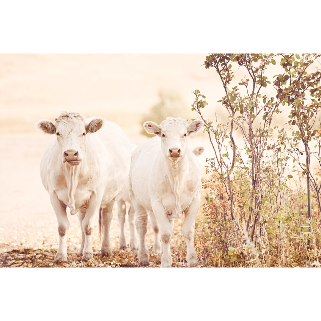 Charolaise Cattle Standing And Looking At Camera On Montana Ranch von Debibishop - Kunstdrucke