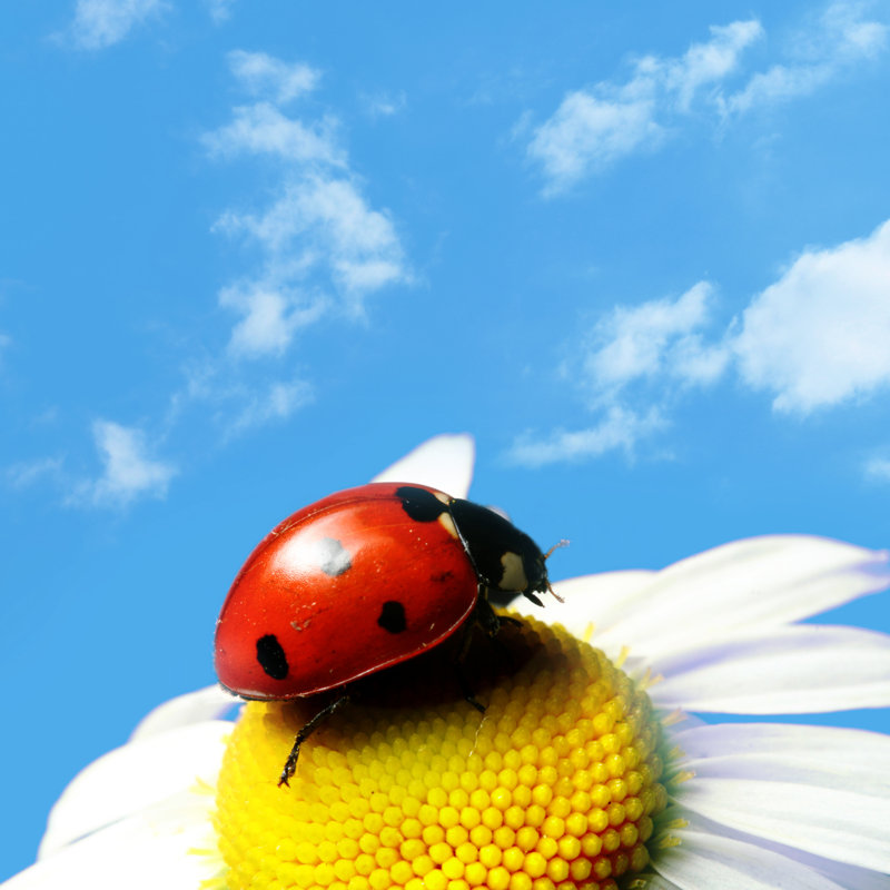 Alysianna Summer Ladybug On Canvas par Ivanmikhaylov, photographie, H 12 po x l 12 po