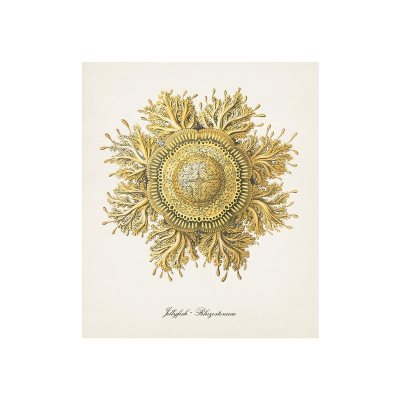 Nautical Art II Print by Sofia Fox, Outdoor, 28" H x 24" W x 1.5" D