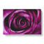 Purple Rose Flower Vol.2 - Wrapped Canvas-64021140