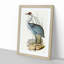 Australian Crane by Elizabeth Gould - Single Picture Frame Painting-55456778-55456775