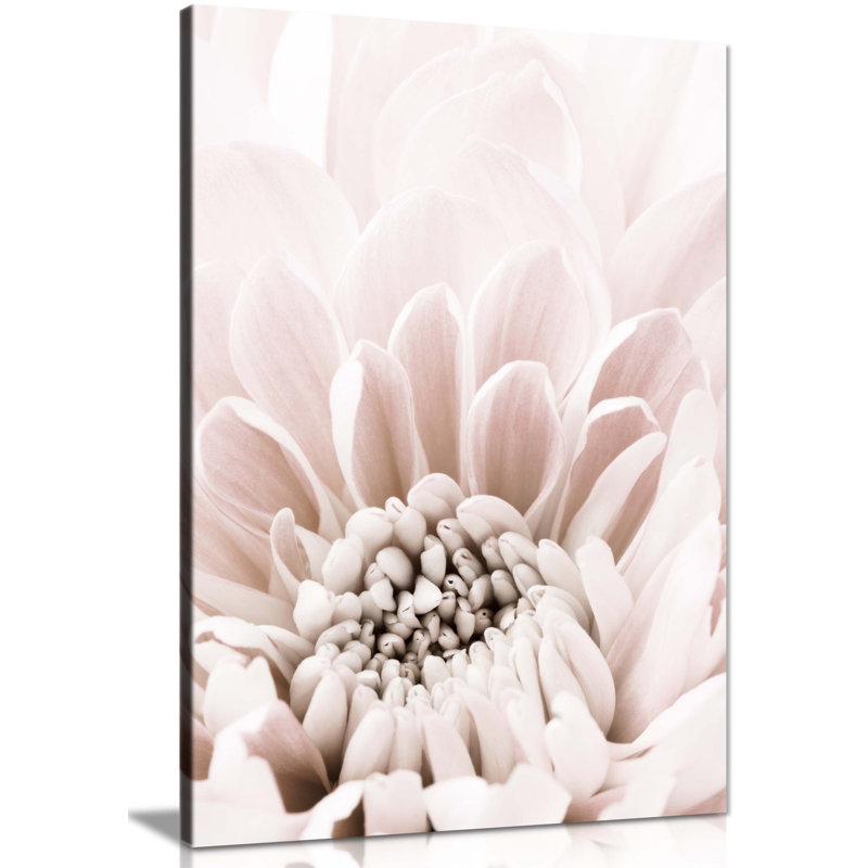Pastel Pink Chrysanthemum Close Up - Wrapped Canvas Print, 31cm H x 20cm W x 1.8cm D