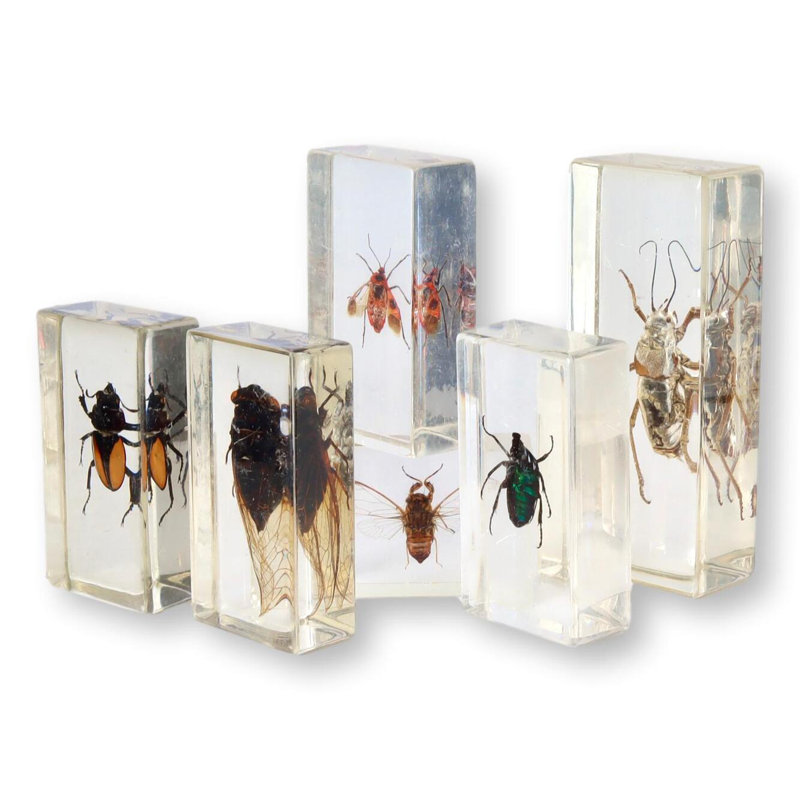 Entomologie, science occupée, échantillons