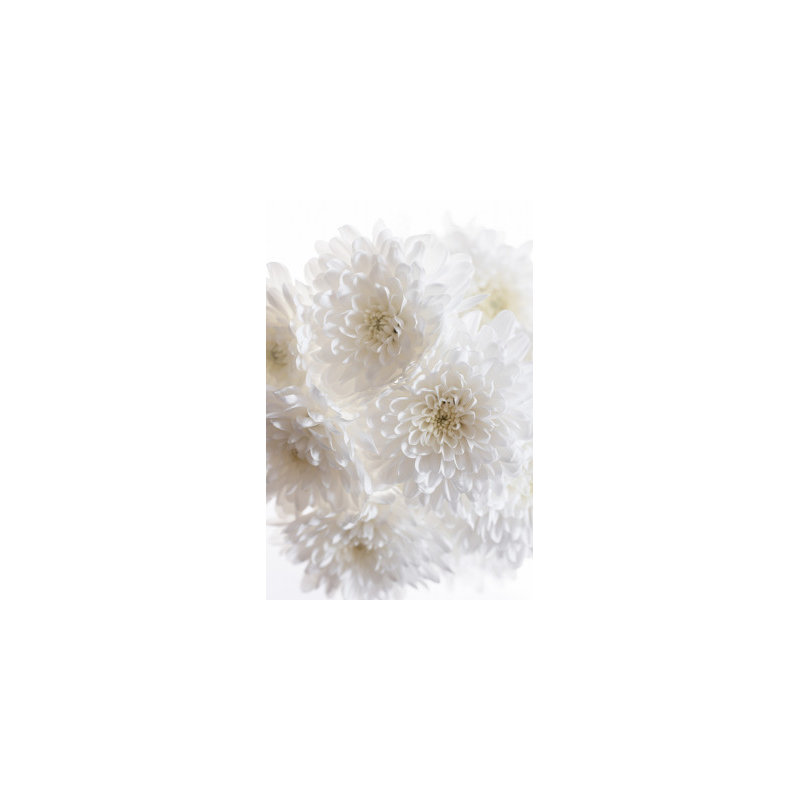 Wrapped Canvas Print, 76.2 cm H x 50.8 cm W